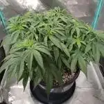 Mega Power Plant in Operation!