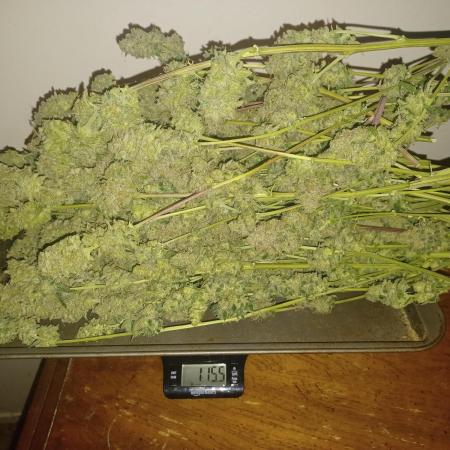 Spliff Cheese Please!