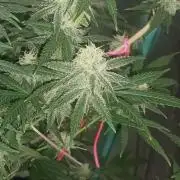 Spliff Cheese Please!