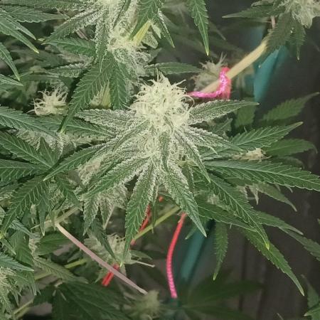 Spliff Cheese Please!