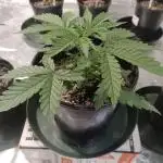 Spliff Cheese Please!