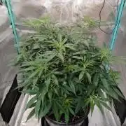 Spliff Cheese Please!