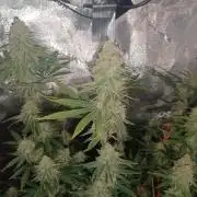 Spliff Cheese Please!