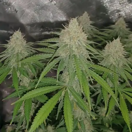 Mega Power Plant in Operation!