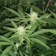 Spliff Cheese Please!