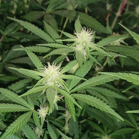 Spliff Cheese Please!