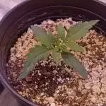 Spliff Cheese Please!