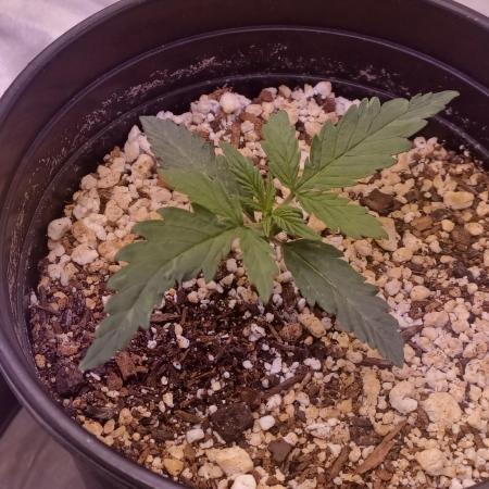 Spliff Cheese Please!