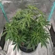 Spliff Cheese Please!