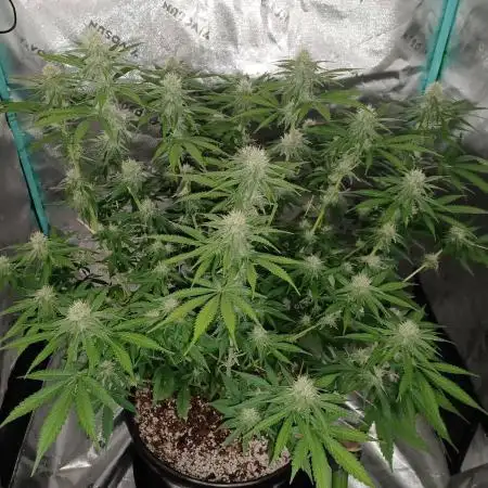 Mega Power Plant in Operation!