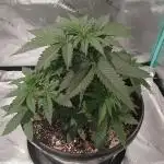 Mega Power Plant in Operation!