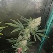 Spliff Cheese Please!