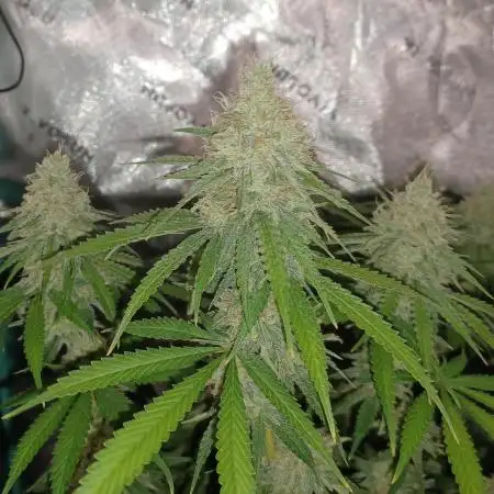 Mega Power Plant in Operation!