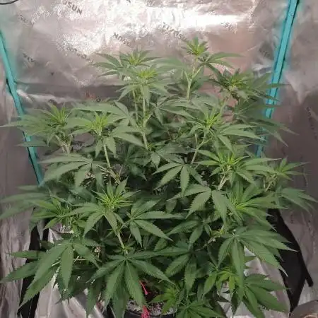 Rainbow Melon #2