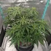 Spliff Cheese Please!