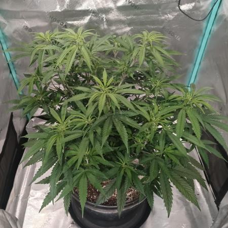 Spliff Cheese Please!