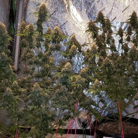 Gonna try some Chemdawg