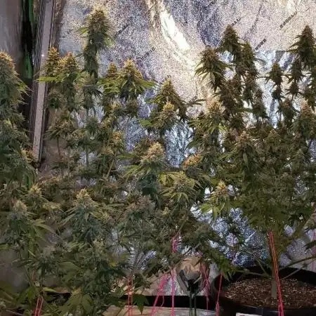 Gonna try some Chemdawg