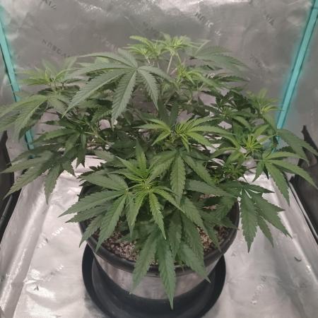 Spliff Cheese Please!