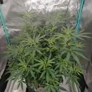 Spliff Cheese Please!