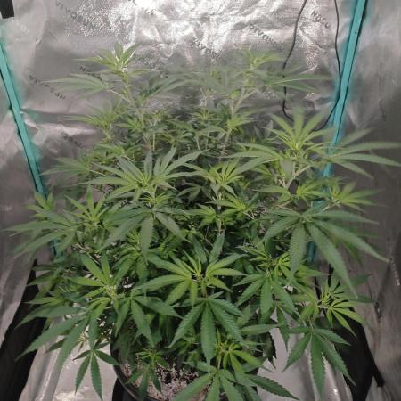 Spliff Cheese Please!