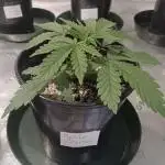 Spliff Cheese Please!