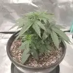 Mega Power Plant in Operation!