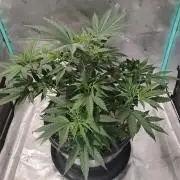 Spliff Cheese Please!