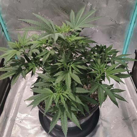 Spliff Cheese Please!