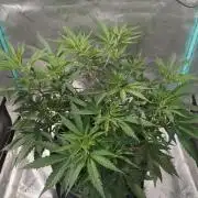 Spliff Cheese Please!