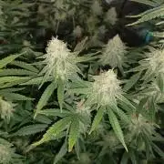 Spliff Cheese Please!