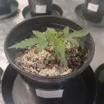 Spliff Cheese Please!