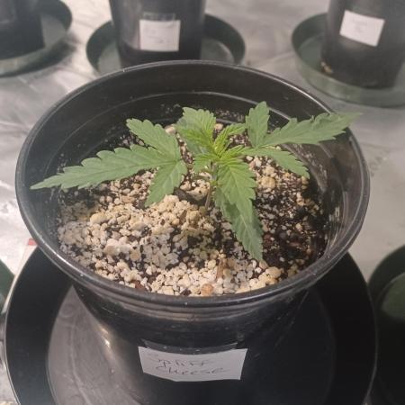 Spliff Cheese Please!