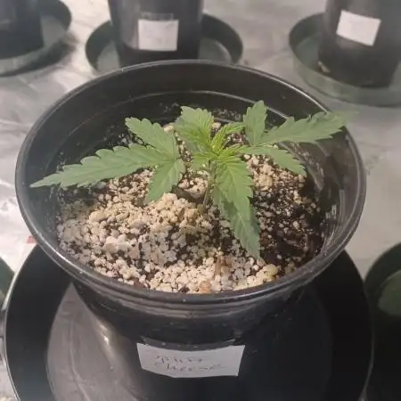 Spliff Cheese Please!