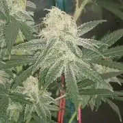 Spliff Cheese Please!