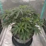 Spliff Cheese Please!