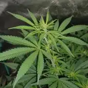 Spliff Cheese Please!