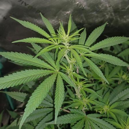 Spliff Cheese Please!