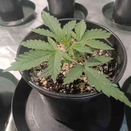 Spliff Cheese Please!