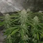 Mega Power Plant in Operation!