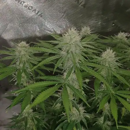 Mega Power Plant in Operation!