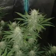 Spliff Cheese Please!