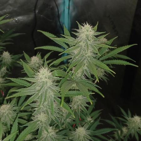 Spliff Cheese Please!