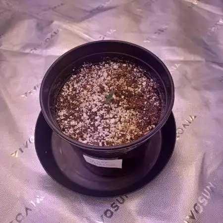Spliff Cheese Please!