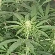 Spliff Cheese Please!