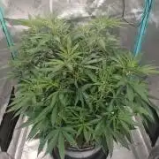 Spliff Cheese Please!