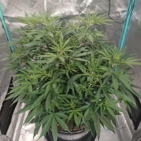 Spliff Cheese Please!