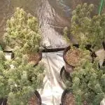 Cloning My Chemdawg with my Clone King