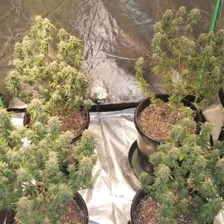 Cloning My Chemdawg with my Clone King