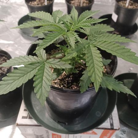 Spliff Cheese Please!